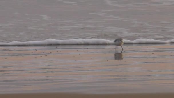 Sandpiper Μια Παραλία Την Αυγή Αργή Κίνηση — Αρχείο Βίντεο