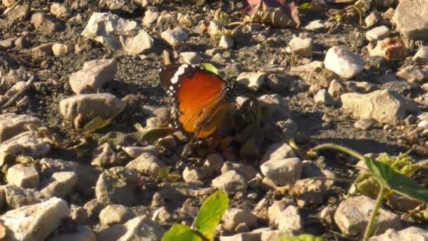 Метелик Простий Тигр Харчується Кам Янистій Землі — стокове відео