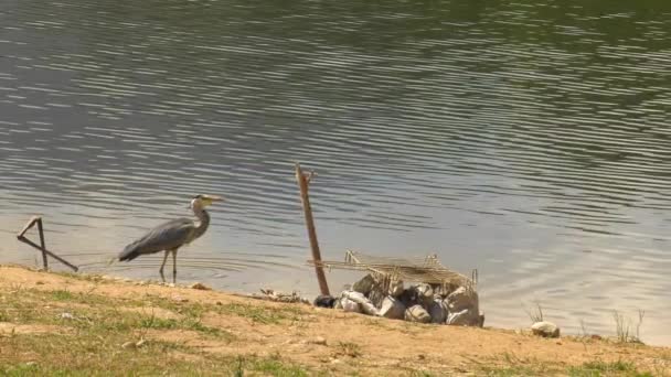 Grande Uccello Airone Blu Che Vola Sul Lago Rallentatore — Video Stock