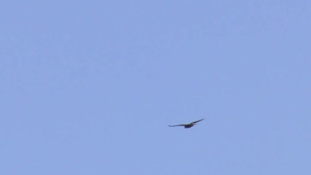 Marsh Harrier Circus Aeruginosus Volando Cielo Azul España Cámara Lenta — Vídeos de Stock