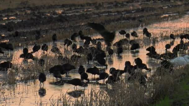 日出时分在稻田里觅食的水鸟 — 图库视频影像