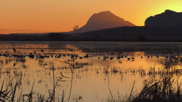 Aves Acuáticas Campos Arroz Amanecer España — Vídeos de Stock