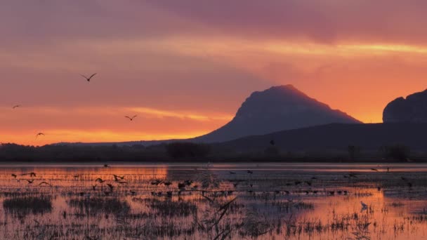 Morgenhimmel Über Feuchtgebieten Vogelschwärme Fliegen — Stockvideo