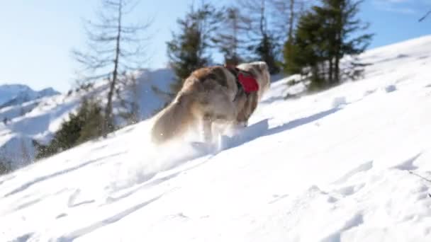 Perro Está Corriendo Una Ladera Nevada Hacia Grupo Excursionistas — Vídeo de stock