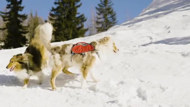 Δύο Ενήλικοι Σκύλοι Παίζουν Την Ημέρα Του Χειμώνα Ψηλά Στις — Αρχείο Βίντεο