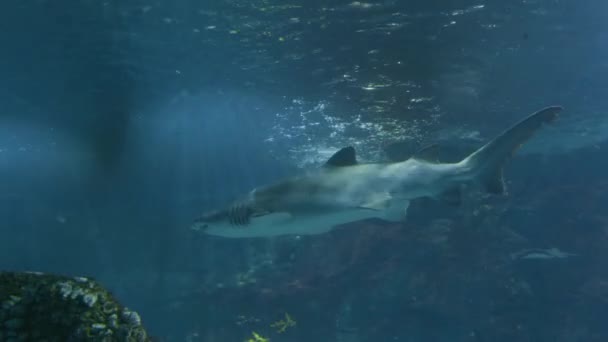 Hai Schwimmt Großen Meerwasser Aquarium — Stockvideo