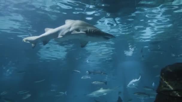 Diferentes Espécies Animais Aquáticos Nadando Aquário Vista Cena Mar Com — Vídeo de Stock