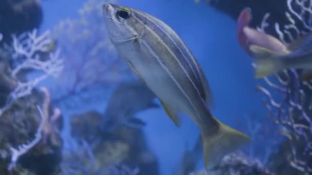 Bílé Pruhované Ryby Mořském Akváriu — Stock video