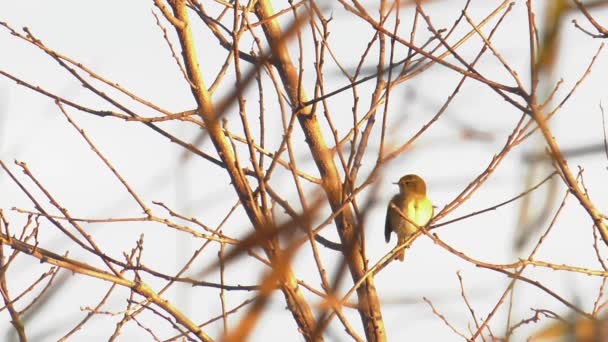 Pássaro Warbler Pântano Árvore Nua — Vídeo de Stock