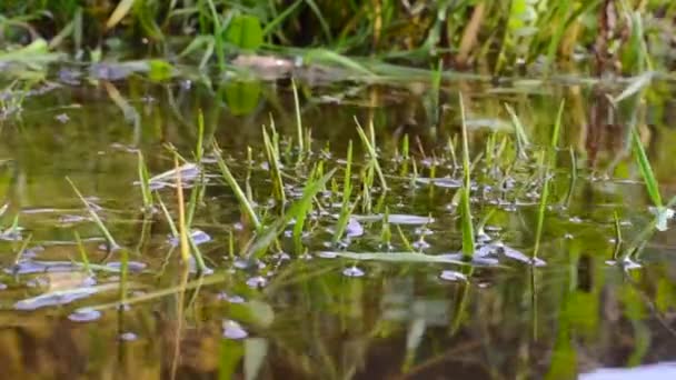 ジュガの池の水の中の根や草の反射を間近で見ることができ — ストック動画
