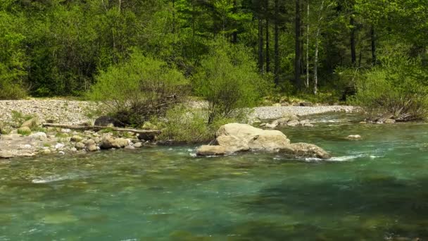 Kallbergsälven Rinner Genom Skogen Pyrenéerna Spanien — Stockvideo
