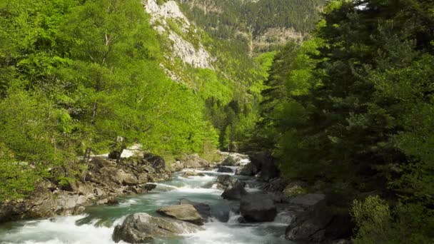 Быстрый Поток Лесной Реки Зеленой Долине Pyrenees — стоковое видео