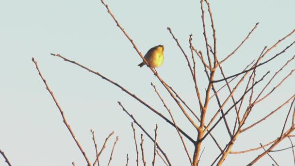 Marsh Warbler Vogel Kale Boomtak Vliegt Weg Keert Terug — Stockvideo