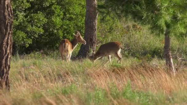 Cabras Selvagens Espanholas Habitat Natural Ibérica Ibex — Vídeo de Stock