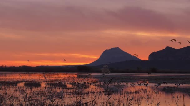 Ibis Aves Volando Sobre Pantano Español Amanecer Naranja Dorado — Vídeos de Stock