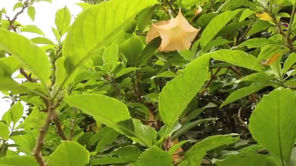 Pohled Krásné Atraktivní Žluté Trumpetbush Rostlina Velkými Okázalé Jasně Zlaté — Stock video