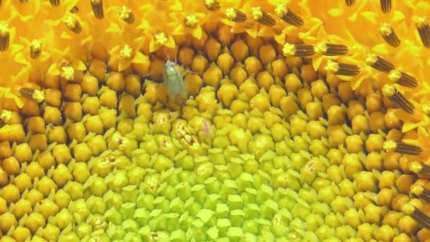 Bugs Yellow Sunflower Close Slow Motion Macro — Stock Video