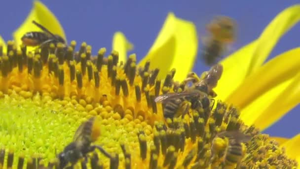 Včely Slunečnici Proti Modré Obloze Zavřít Makro Zpomalení — Stock video