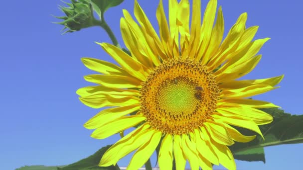 ミツバチが鮮やかな黄色のひまわりに花粉を集める — ストック動画