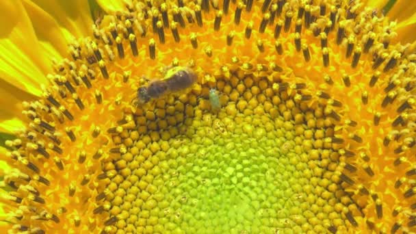 鮮やかなひまわりの中心部に蜂や昆虫 マクロショット — ストック動画