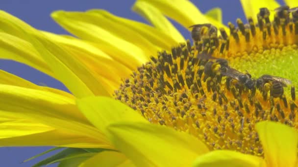 Macro Shot Bees Feeding Yellow Sunflower — Stock Video