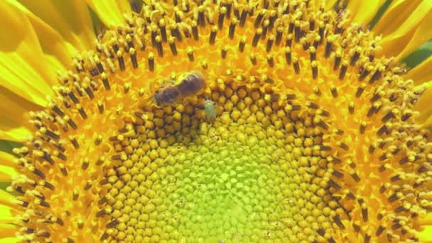ミツバチはひまわりセンターで花粉を集め マクロショット — ストック動画