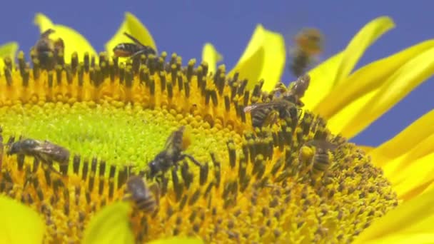 Méhek Virágport Gyűjtenek Nektárt Isznak Napraforgón — Stock videók