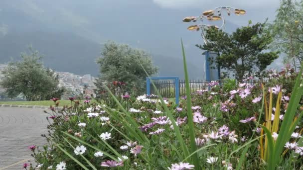 Weiße Und Rosa Blumen Blühen Einem Nebelverhangenen Garten Mit Schirmkunst — Stockvideo