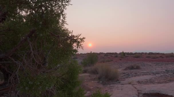 Incredible Orange Sun Sets Lonely Shrub Moab Desert Utah Usa — Stock Video
