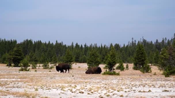 Par Bisontes Vistos Desde Lejos Parque Nacional Yellowstone Uno Está — Vídeos de Stock