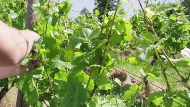 Vit Hane Tenderar Vin Vindruva Vinstockar Skjuta Närbild Slow Motion — Stockvideo