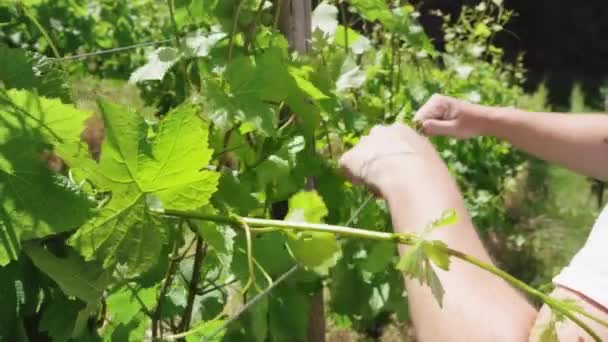 Caucasian Male Mends Wine Grape Vine Trellis Close Slow Motion — Stock Video