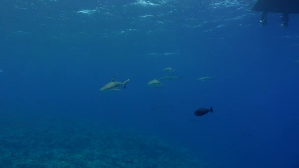 Grupo Tiburones Arrecifes Grises Nadando Cerca Superficie Está Pasando Muy — Vídeos de Stock