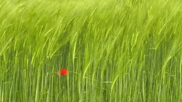 大风大作的大麦地 — 图库视频影像