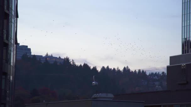 活跃的空中缆车在暮色中 成群的鸟儿飞过现场 紧闭静止不动的镜头 — 图库视频影像