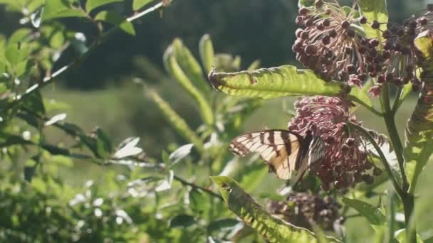 Sarı Kelebek Niyor Süt Yosunu Nektarı Ile Besleniyor Yavaş Hareket — Stok video