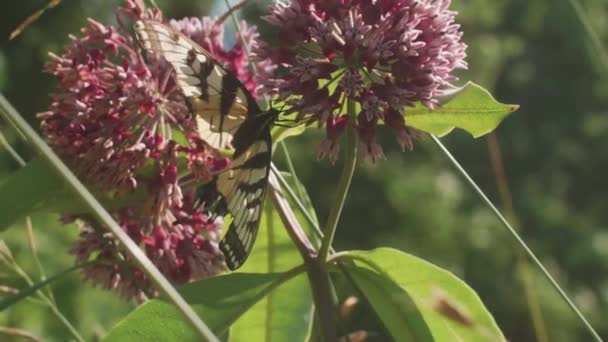 Yellow Butterly Feeding Milkweed Nectar Meadow Slow Motion — Stock Video