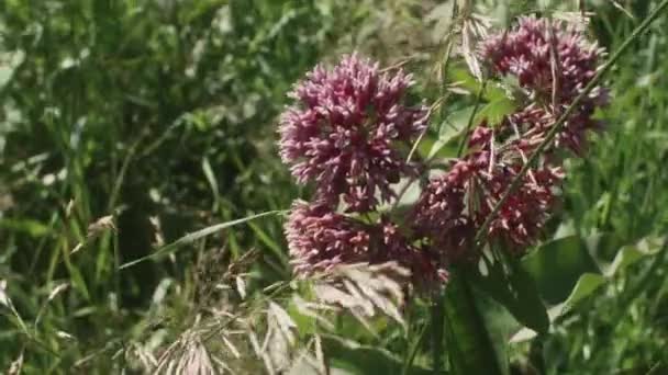 Bumble Bee Alimentando Milkweed Pennsylvania Meadow Slow Motion — Vídeo de Stock