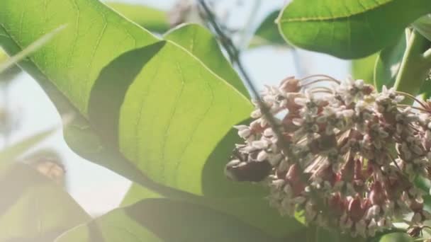 Bumble Bee Rastejando Milkweed Vento Turbulento Câmera Lenta — Vídeo de Stock