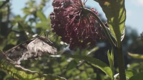 Rabo Andorinha Tigre Oriental Pendurado Milkweed Vento Perto Câmera Lenta — Vídeo de Stock