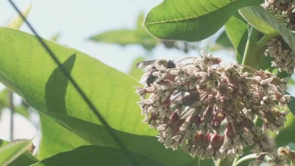 Bumble Bee Rastejando Milkweed Slow Motion — Vídeo de Stock