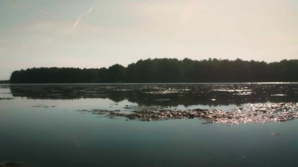 Grumos Algas Superfície Lago Durante Pôr Sol — Vídeo de Stock