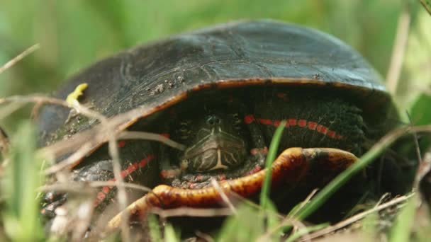 Tartaruga Dipinta Che Nasconde Nel Suo Guscio Terreni Erbosi — Video Stock