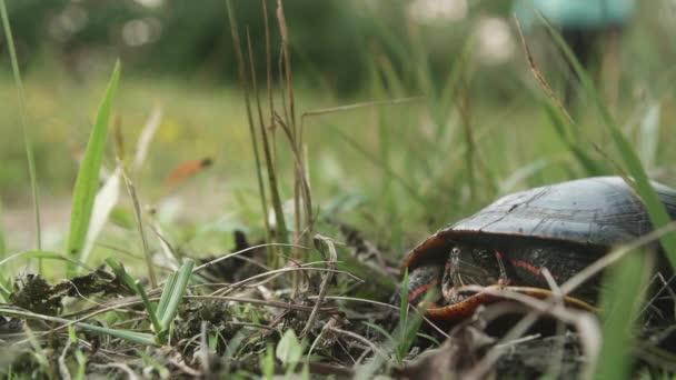 Vandrare Mot Målad Sköldpadda Skogsstigen — Stockvideo