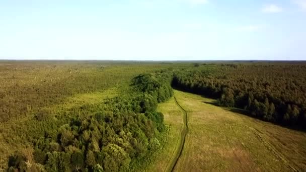 Uprostřed Swamps Syrrealistické Nature Soontaga — Stock video