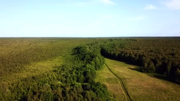 Drohnenleitung Den Grünen Wald — Stockvideo