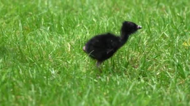 Птица Болота Пукеко Кормит Цыпленка Новой Зеландии — стоковое видео