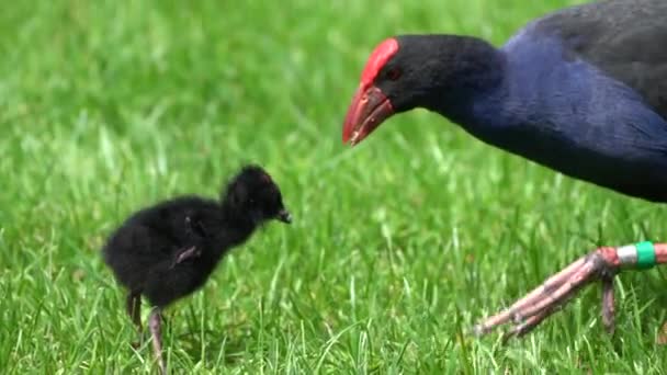 Bir Pukeko Bataklık Tavuğu Yeni Zelanda Bir Civcivi Besliyor — Stok video