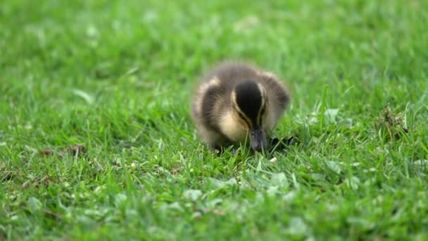 Ducklings Feeding Lawn Slow Motion — Stock Video