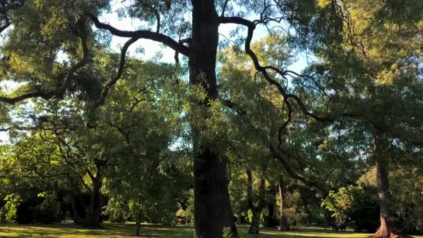 Stora Vibrerande Träd Parken Slow Motion Tilt Skott — Stockvideo